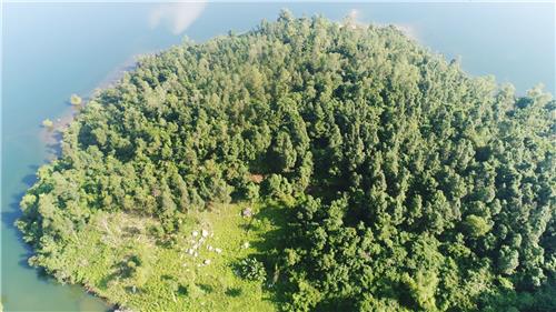 4. Hành vi cho thuê rừng trái pháp luật sẽ bị xử lý như thế nào?