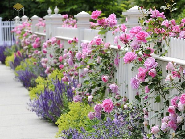 Trang trí vườn hoa - Tiểu cảnh trước nhà đẹp ấn tượng - M1